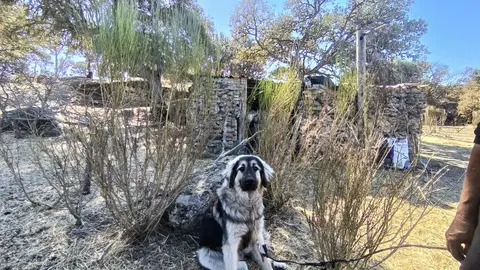 Uno de los perros de la pareja que se quemó las patas