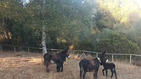 burros
