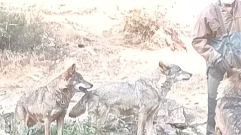 lobos en Robledo