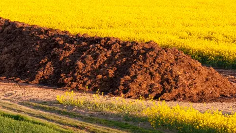 estiercol_foto libre de derechos