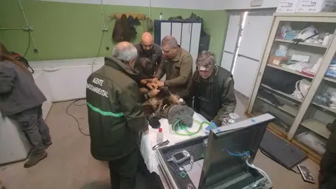 Cría de oso pardo liberada