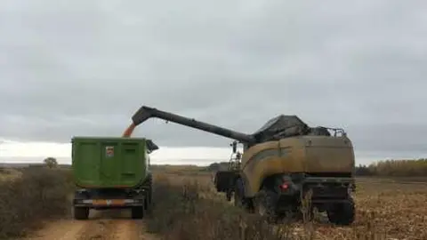 cosechando en Milles de la Polvorosa 