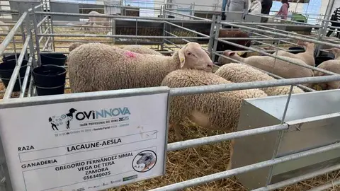Ovinnova _14
