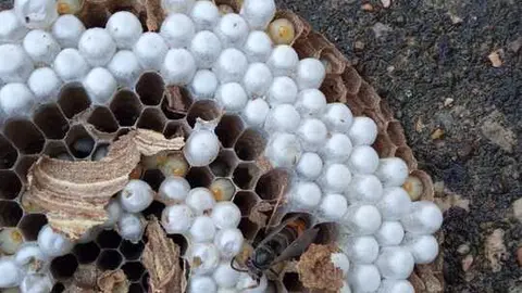 Nido de Avispa Ventulina Viñas de Aliste