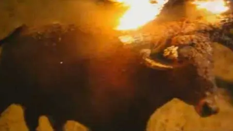 Toro Júbilo en Medinaceli. Foto GuiaSoria.es