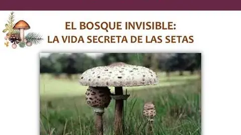 cartel taller de setas