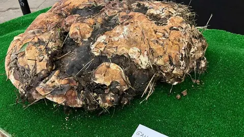 Exposición Micológica Zamora  _9