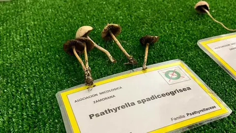 Exposición Micológica Zamora  _14