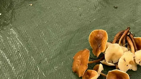 Exposición Micológica Zamora  _26