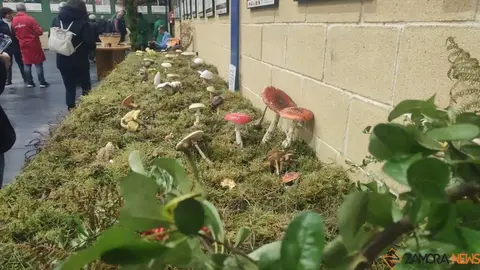 Magosto tradicional y feria de la miel Trabazos _3