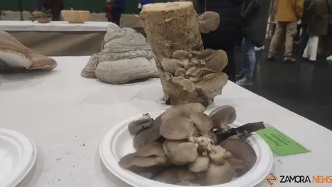 Magosto tradicional y feria de la miel Trabazos _9