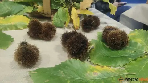 Magosto tradicional y feria de la miel Trabazos _11