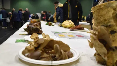 magosto trabazos 2025_12