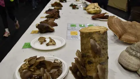 magosto trabazos 2025_27