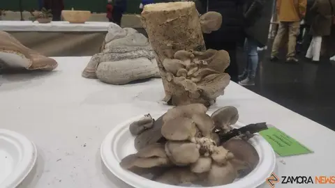 magosto trabazos 2025_59