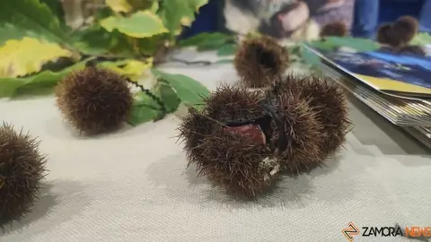 magosto trabazos 2025_69