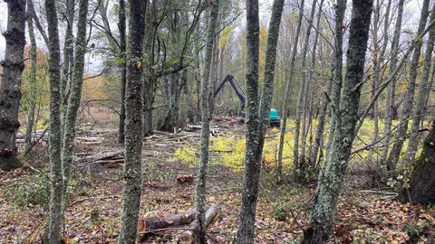 salvajada en Manzanal de Arriba 2