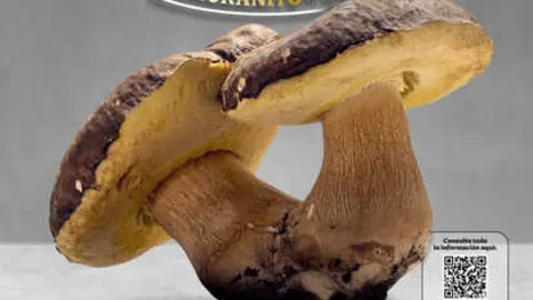 Vamos de Setas 2025 40x70