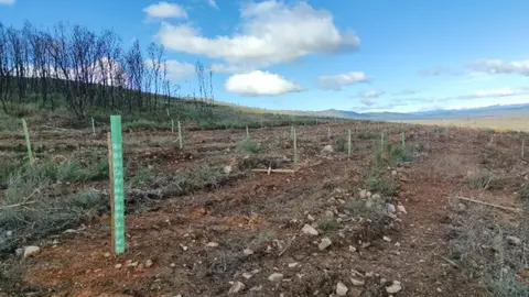 PLANTACION_CASTANOS_FERRERAS DE ARRIBA
