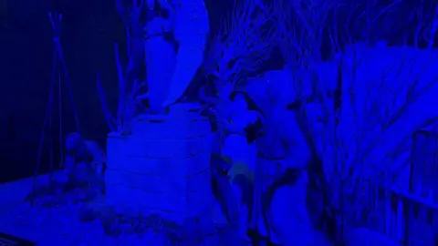 Belén Municipal Zamora _7