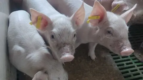 cochinillos salvaci&oacute;n  (15)