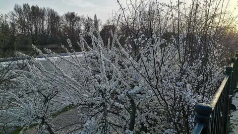 Almendros con escarcha en Zamora. Imagen de archivo