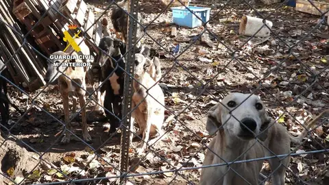 maltrato animal en Tierra del Vino