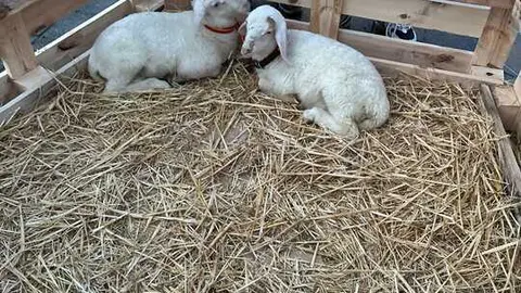 Bel&eacute;n Viviente Villalaz&aacute;n _34