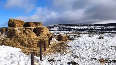 sanabria peces fr&iacute;o_35