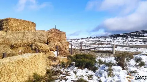 sanabria peces fr&iacute;o_85