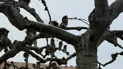 Nieve en Zamora y provincia _8