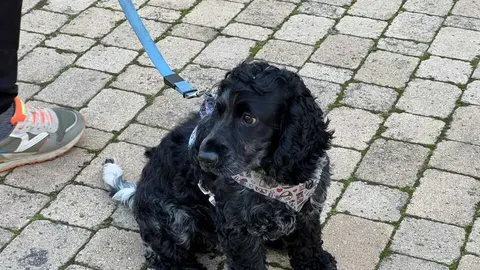 Bendici&oacute;n de los animales Zamora 