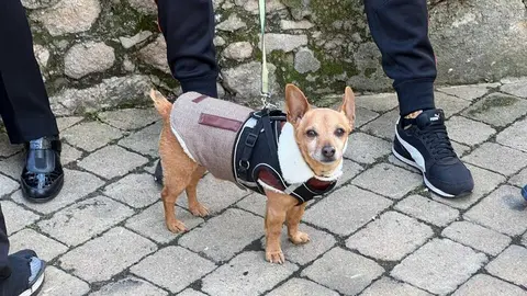 Bendici&oacute;n de los animales Zamora _2