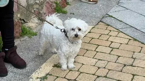 Bendici&oacute;n de los animales Zamora _3