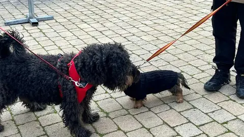 Bendici&oacute;n de los animales Zamora _5