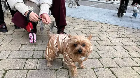 Bendici&oacute;n de los animales Zamora _6