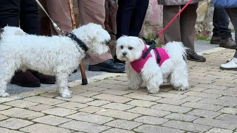 Bendici&oacute;n de los animales Zamora _17