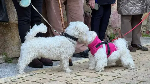 Bendici&oacute;n de los animales Zamora _19