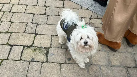 Bendici&oacute;n de los animales Zamora _20