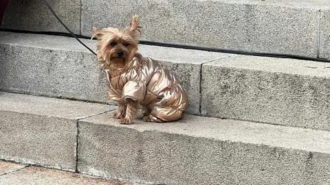 Bendici&oacute;n de los animales Zamora _22