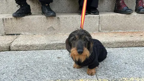 Bendici&oacute;n de los animales Zamora _24