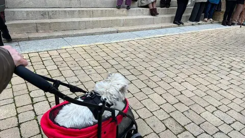 Bendici&oacute;n de los animales Zamora _28