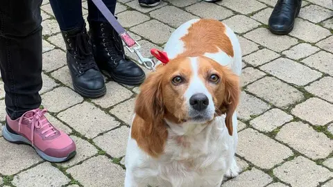 Bendici&oacute;n de los animales Zamora _35