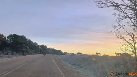 Corzos cruzando la carretera_1
