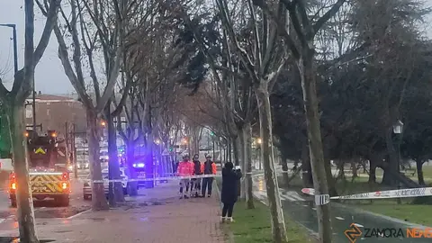 Caida de un &aacute;rbol en Zamora _4