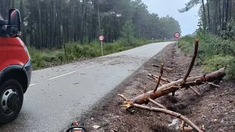 ca&iacute;da de &aacute;rboles en carreteras de la provincia (1)