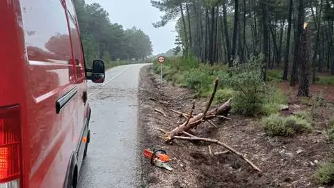 ca&iacute;da de &aacute;rboles en carreteras de la provincia (2)