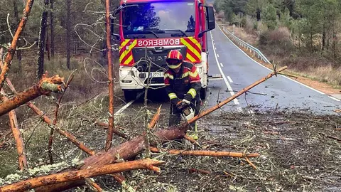 ca&iacute;da de &aacute;rboles en carreteras de la provincia (4)