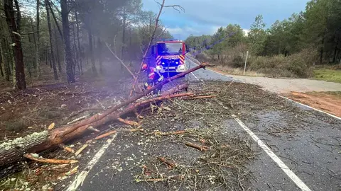 ca&iacute;da de &aacute;rboles en carreteras de la provincia (5)