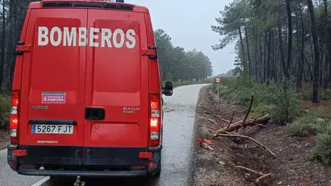 ca&iacute;da de &aacute;rboles en carreteras de la provincia (9)